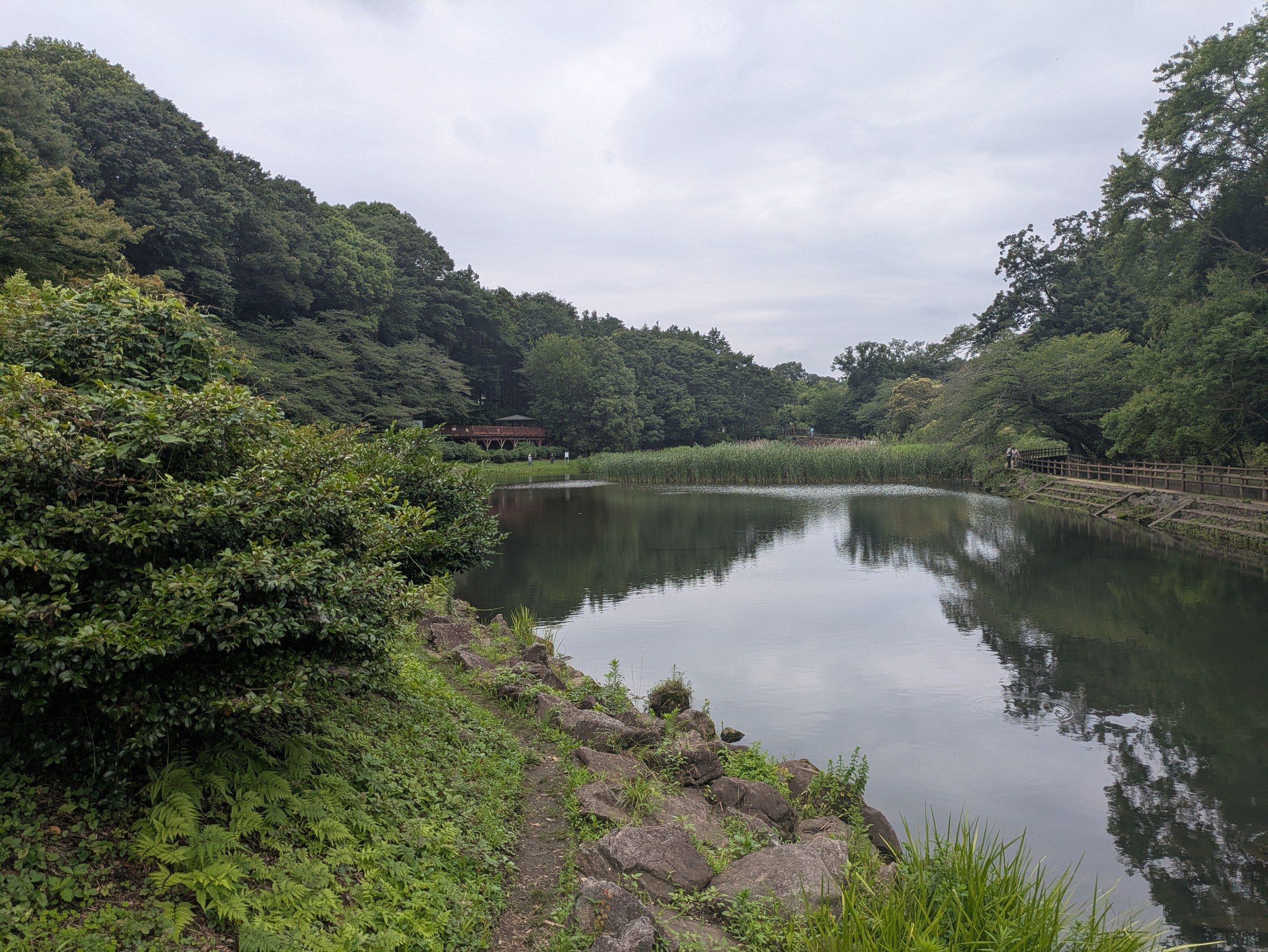 曇りの日の泉の森のしらかしの池。水面に周りの木々と空が映り、手前の岸には石と草が、右手には池沿いの木道が続く。奥の岸には赤い手すりの橋が見える。